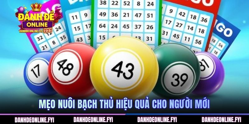 Tips Nuôi Bạch Thủ Lô Khung 2 Ngày Để Đánh Nhanh Thắng Nhanh 2 Mẹo nuôi bạch thủ hiệu quả cho người mới